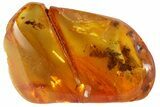 Fossil Ant (Formicidae) In Baltic Amber #81727-3